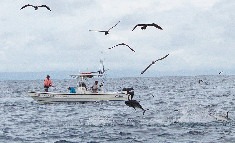 Yellowfin tuna feeding frenzy Gulf of Chiriqui, Panama