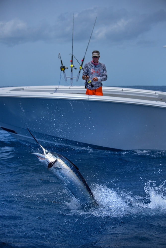 Sailfish caught saltwater fishing jumping next to deep sea boat in Florida Keys