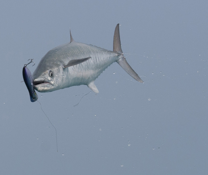 02_king_mackerel_key_west_florida.jpg