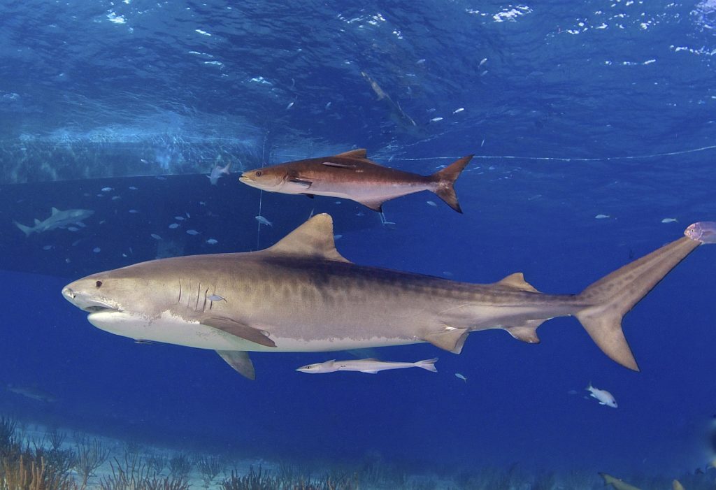 Big tiger shark with remoras and jack fish