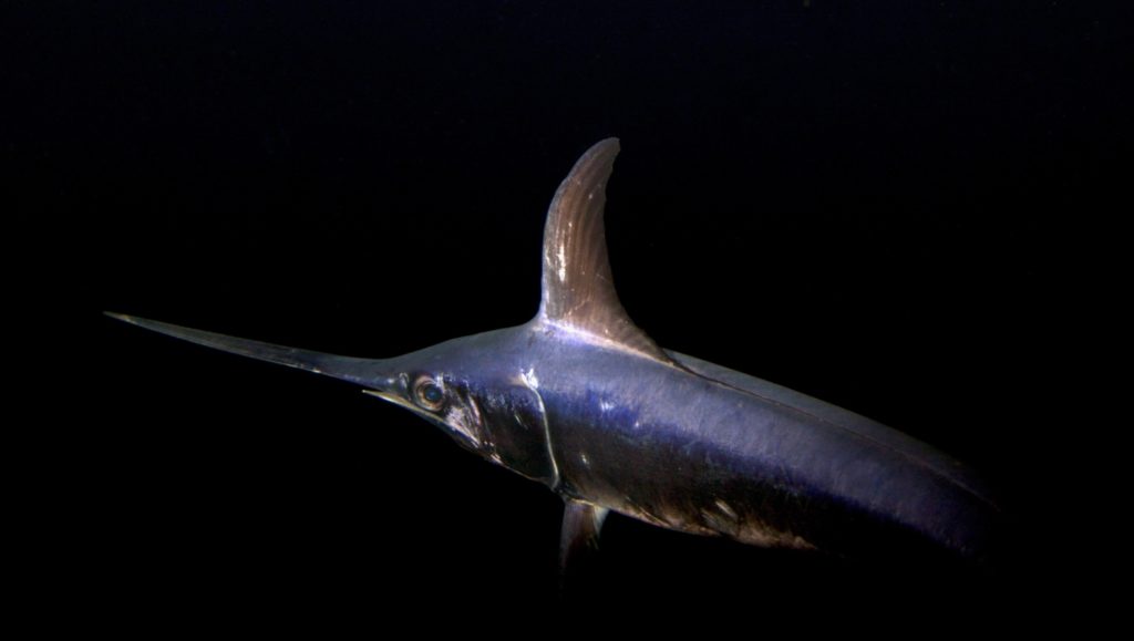 Underwater photo of mature swordfish