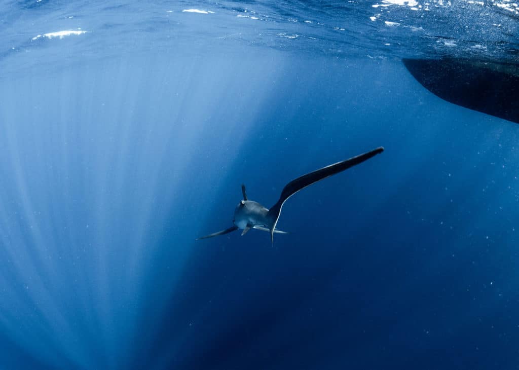 Tagged thresher shark