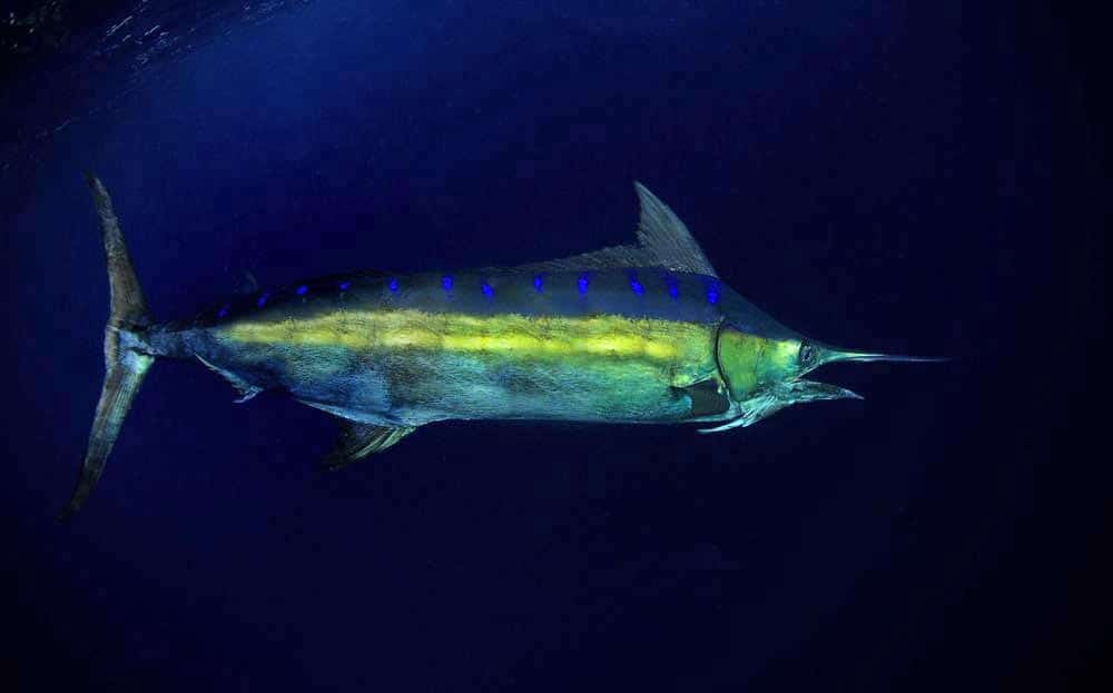 Underwater blue marlin