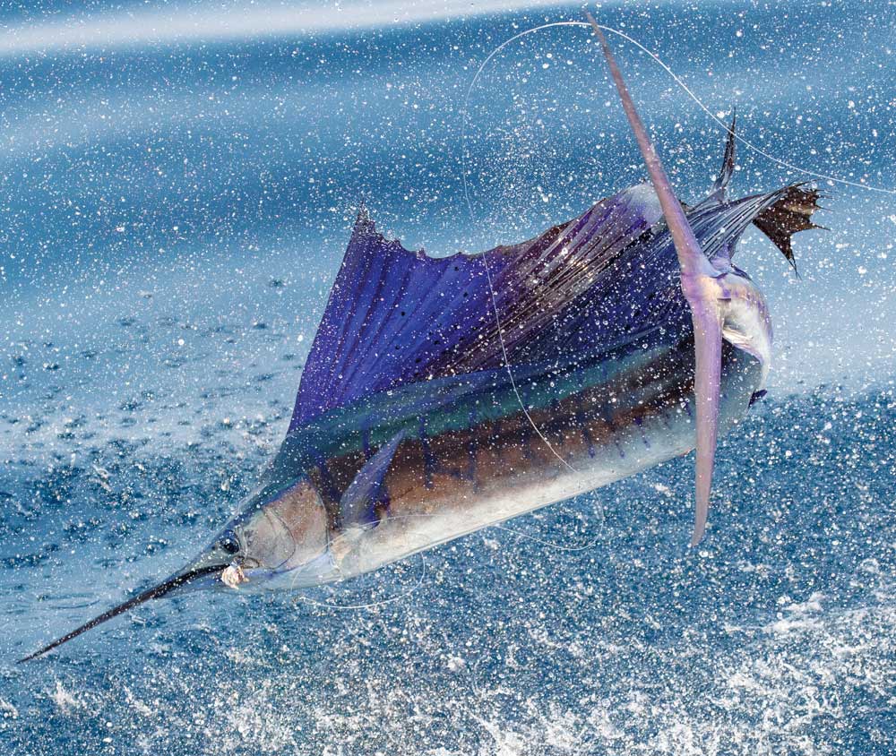 Jumping Pacific sailfish caught saltwater fishing Guatemala