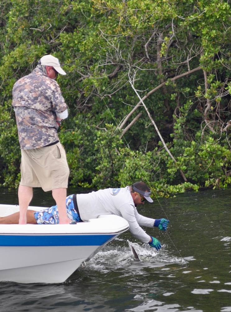 Puerto Rico fishing guide tries to get his hand around a tarpon's tail to release it.
