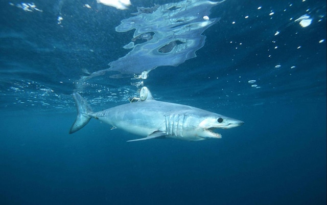 U.S. Court Upholds Shark-Fin Ban in California