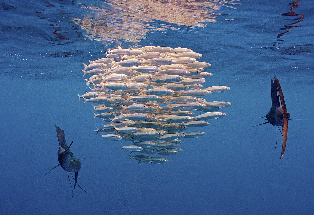 Sailfish circling a school of bait