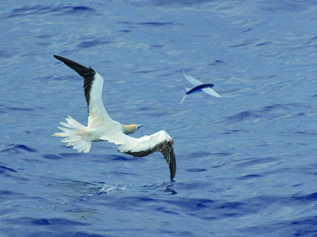 03 flyingfish face many predators. here, a red-footed booby gives chase. .jpg