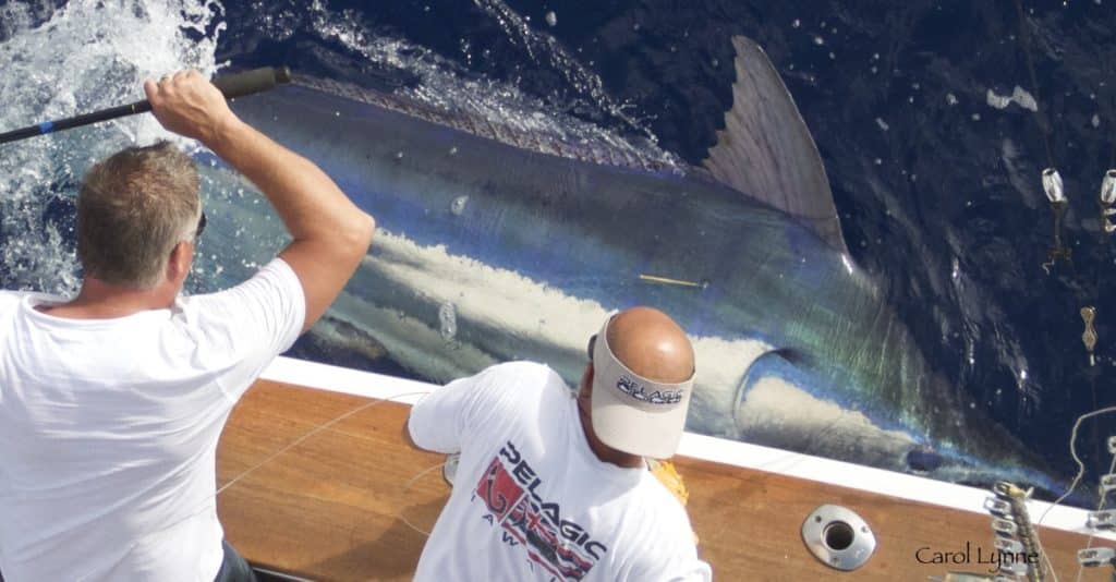 anglers releasing marlin in Kona, Hawaii