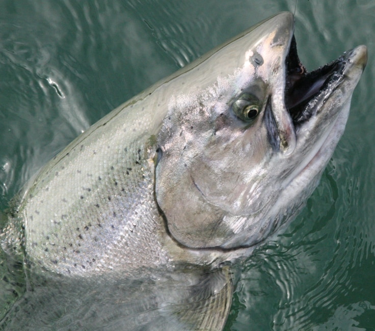 Great Fishing on the Wild Central Coast of British Columbia