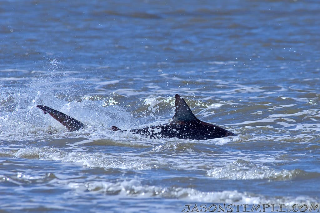 Kiawah Island South Carolina shark swimming