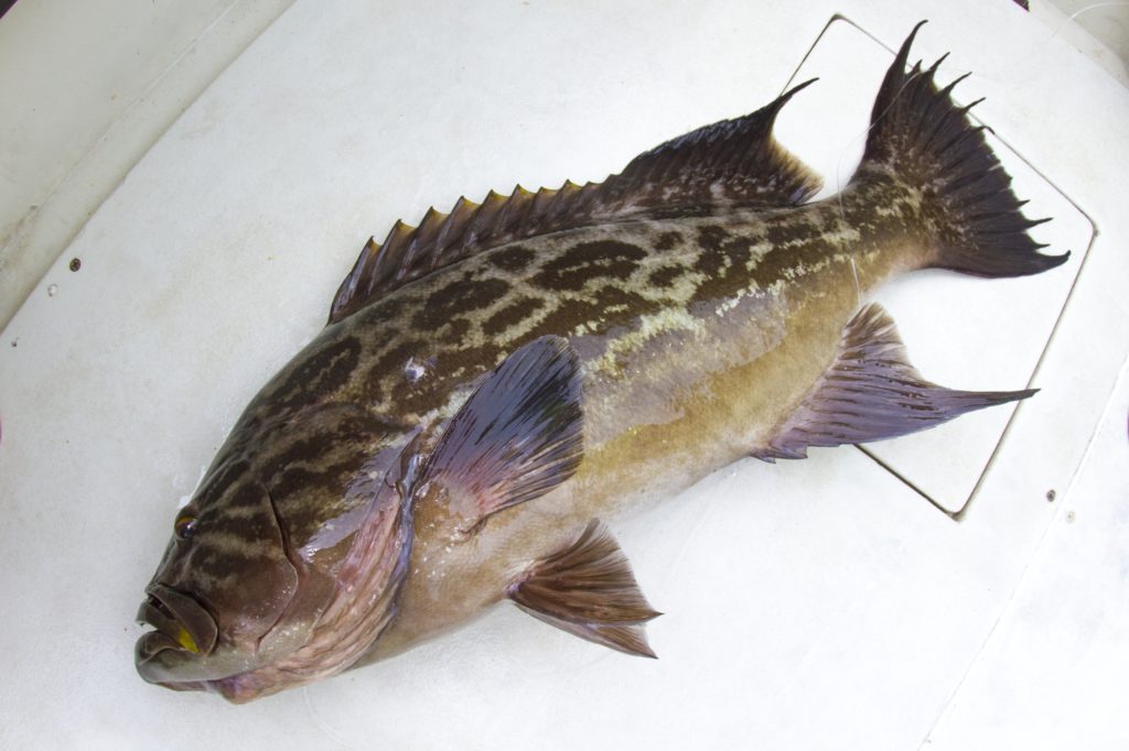 Broomtail grouper on deck of sportfishing boat