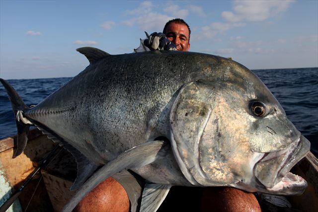 Gargantuan giant trevally from Socotra Island off Yemen