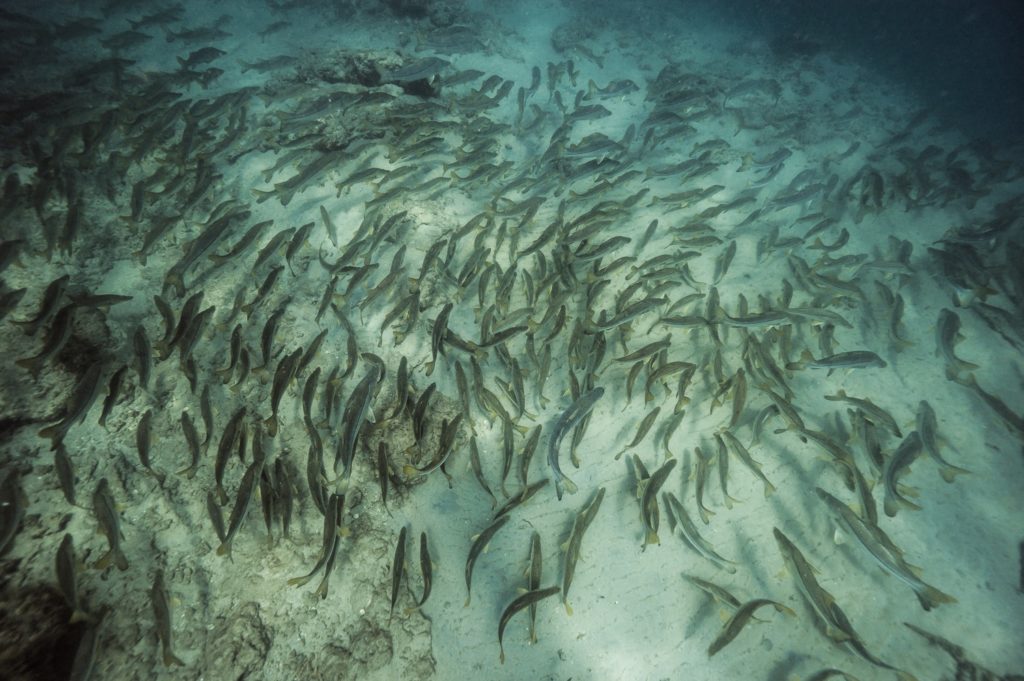 Underwater world of Florida Game Fish -- tons of snook