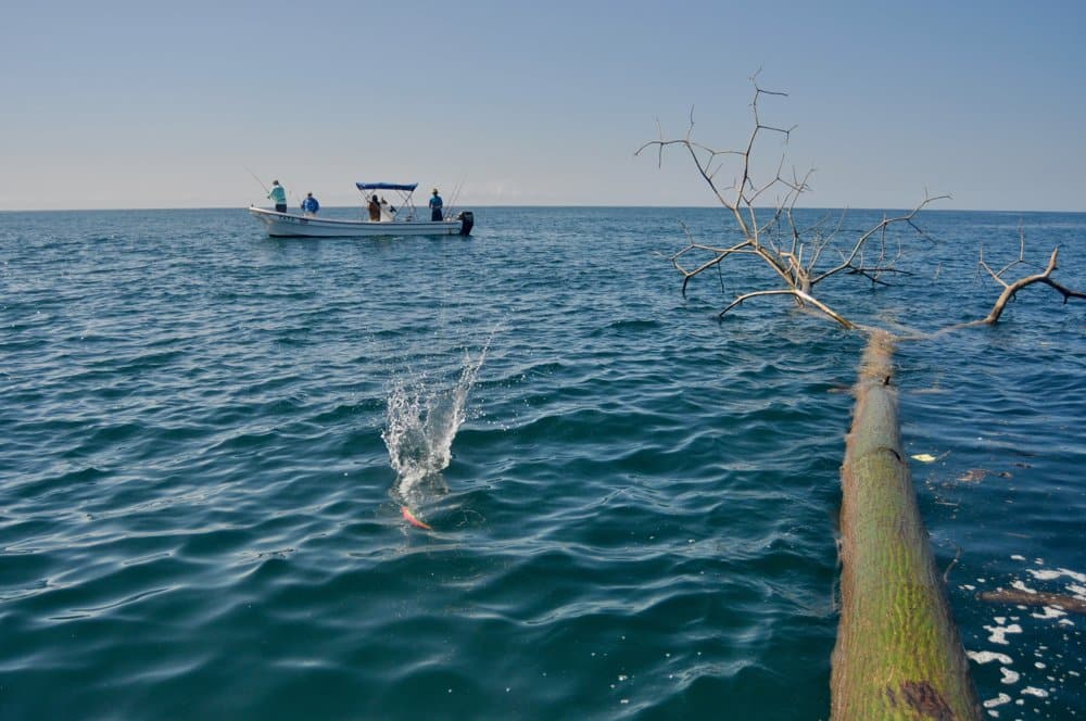 casting at floating debri for mahi dorado