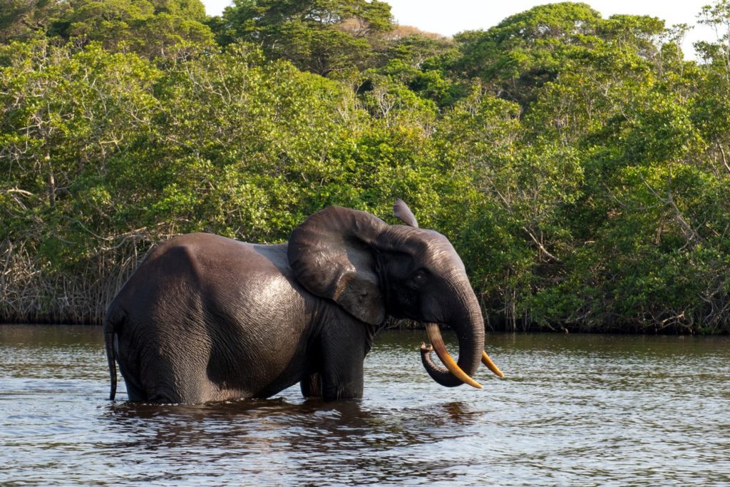 Fishing Gabon on the west African coast - elephant encounter
