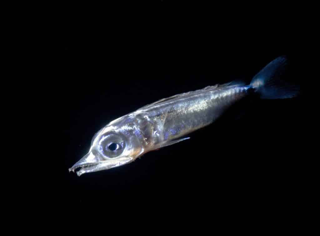 Larval marlin