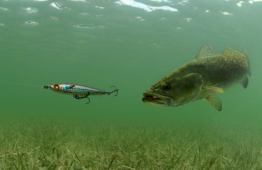 Spotted seatrout underwater, ready to strike a Yo-Zuri Edge fishing lure
