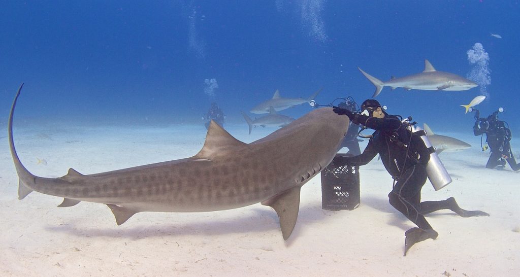 Diver and shark