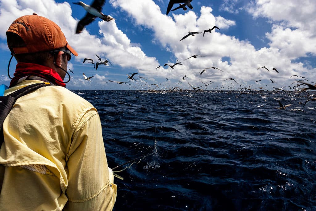 Giant trevally and tunas mix it up outside an Indian Ocean atoll