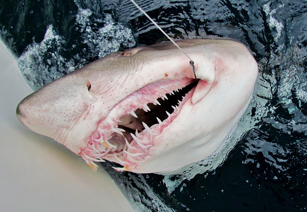 Sand Tiger Shark fishing photo