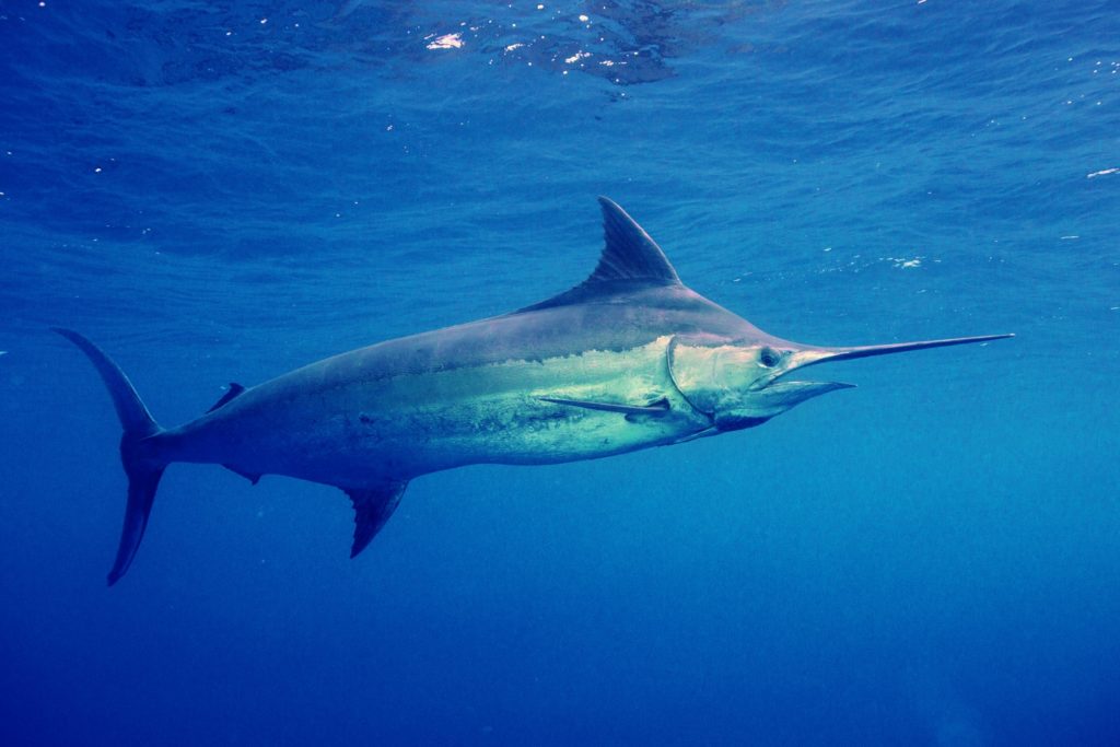 Underwater swimming blue marlin fish