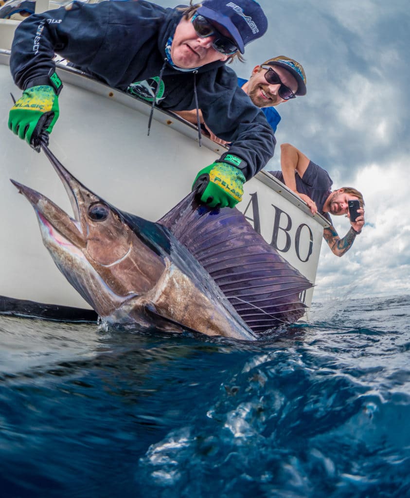 Red Sea billfish satellite-tagged.