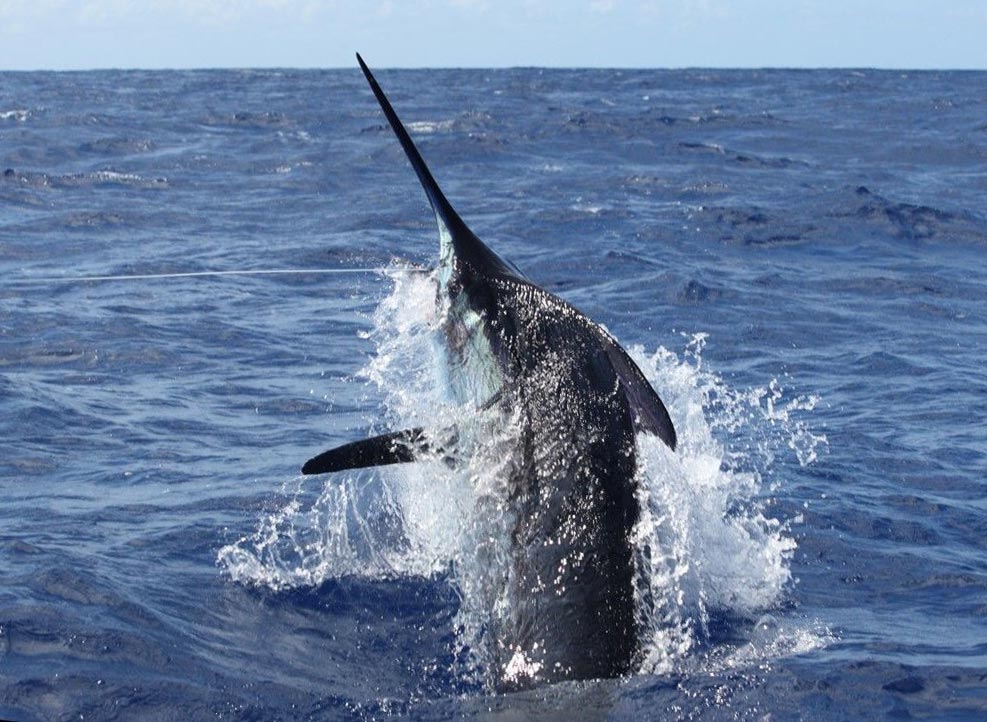 Blue marlin jumping out of the ocean
