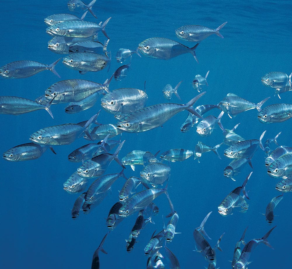 Underwater swimming pompano dolphin school