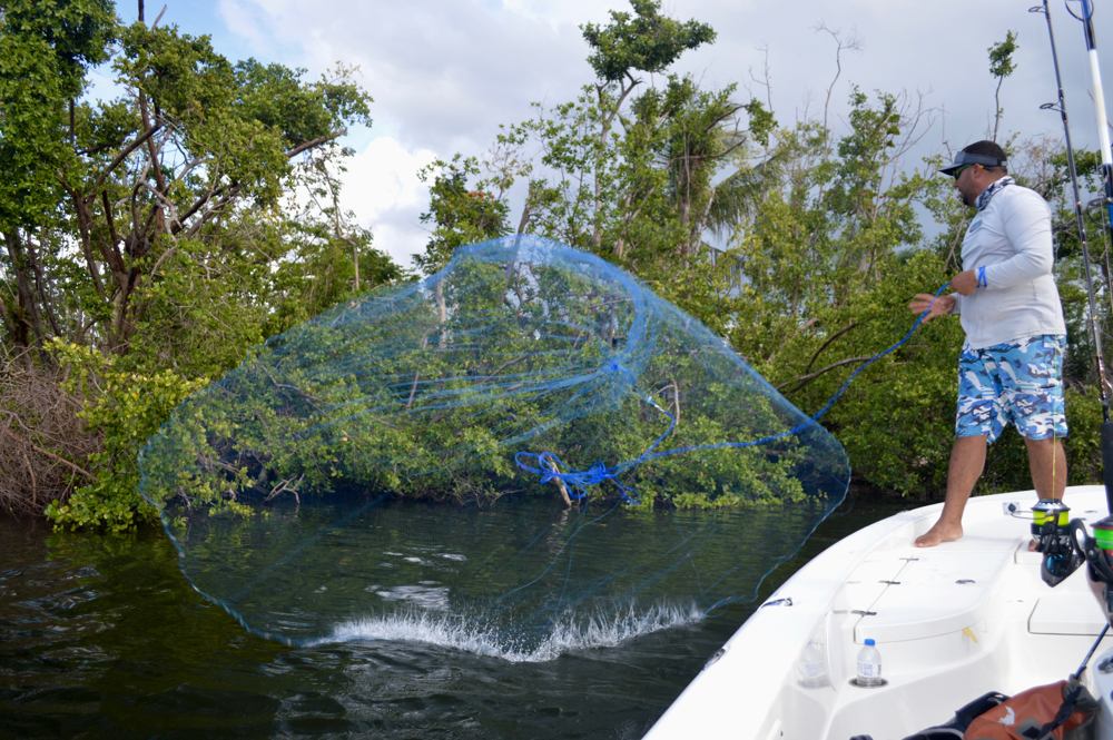 Puerto Rico guide lets fly with a large castnet trying for live bait for tarpon