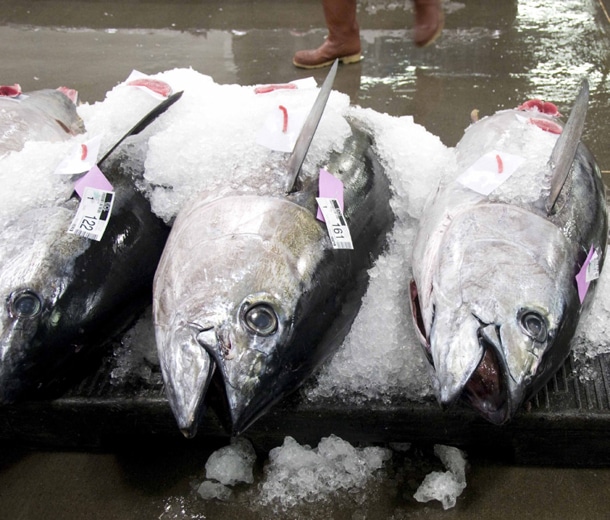 Efforts Failed This Week to Cut Quotas for Bigeye Tuna