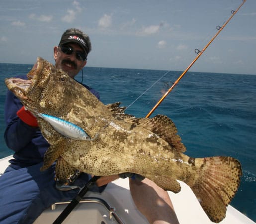 04 -flowery cod (brownmarbled grouper), neoz.jpg