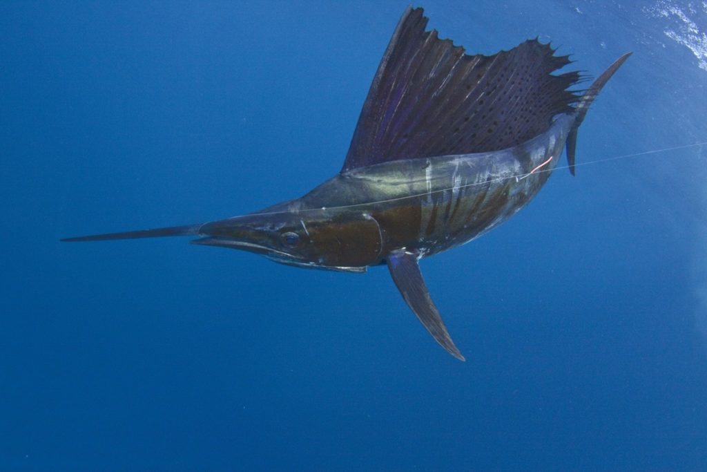 04 adrian gray (guatemala sailfish) _mg_1519.jpg