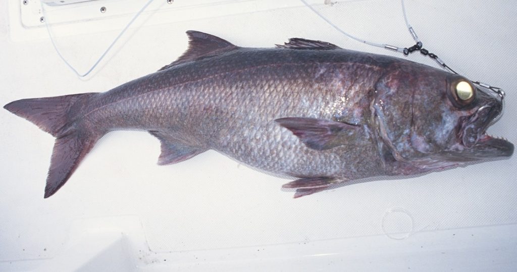 Scombrops fish IGFA world-record deep sea fishing