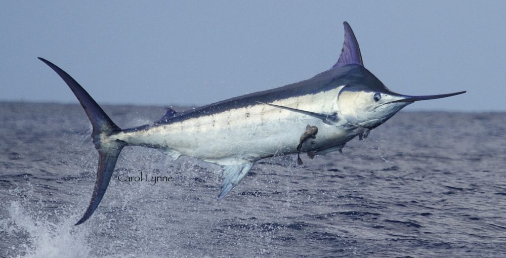 jumping blue marlin in Kona, Hawaii