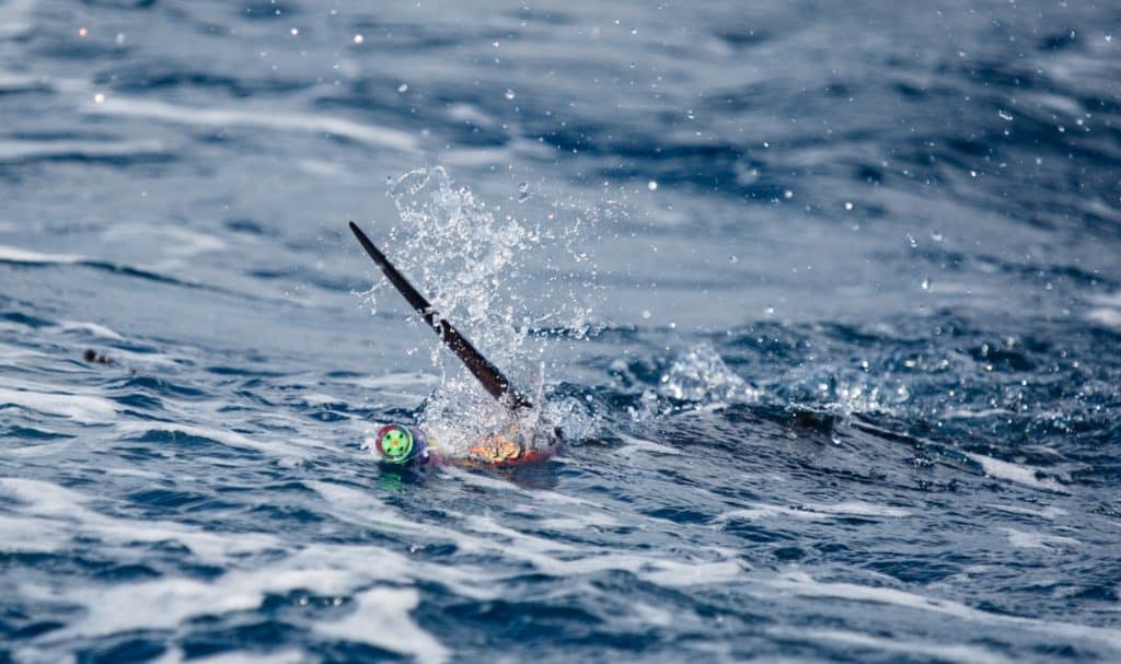 Billfish Action off Angola - a sailfish