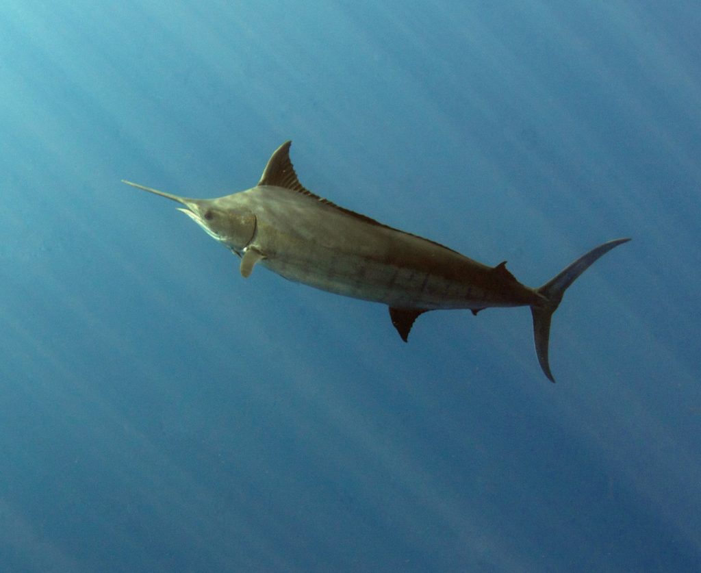 Underwater photo of a blue marlin