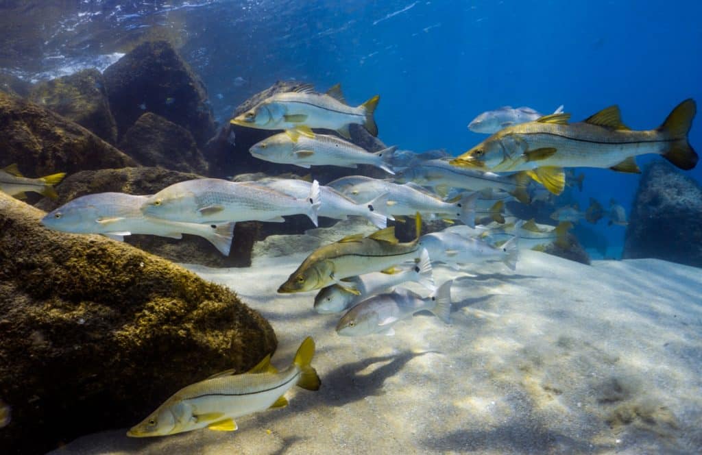 Underwater world of Florida Game Fish -- snook and redfish