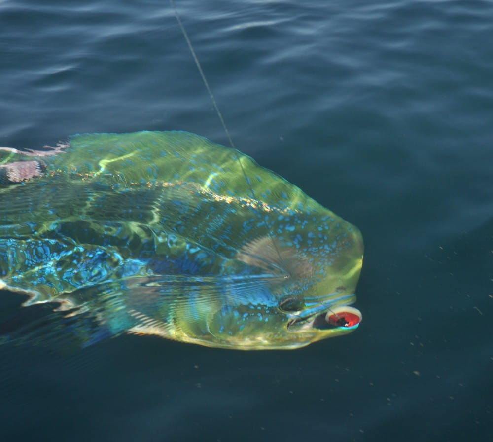 hooked mahi dorado