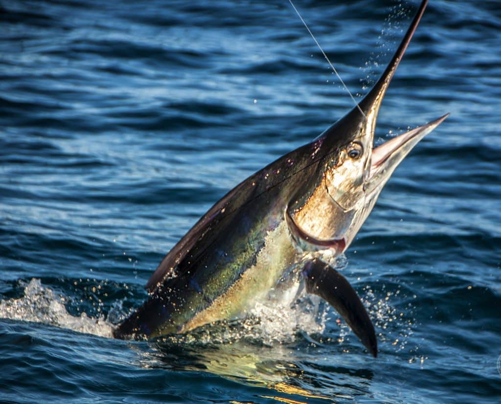 Striped marlin caught offshore fishing Southern California