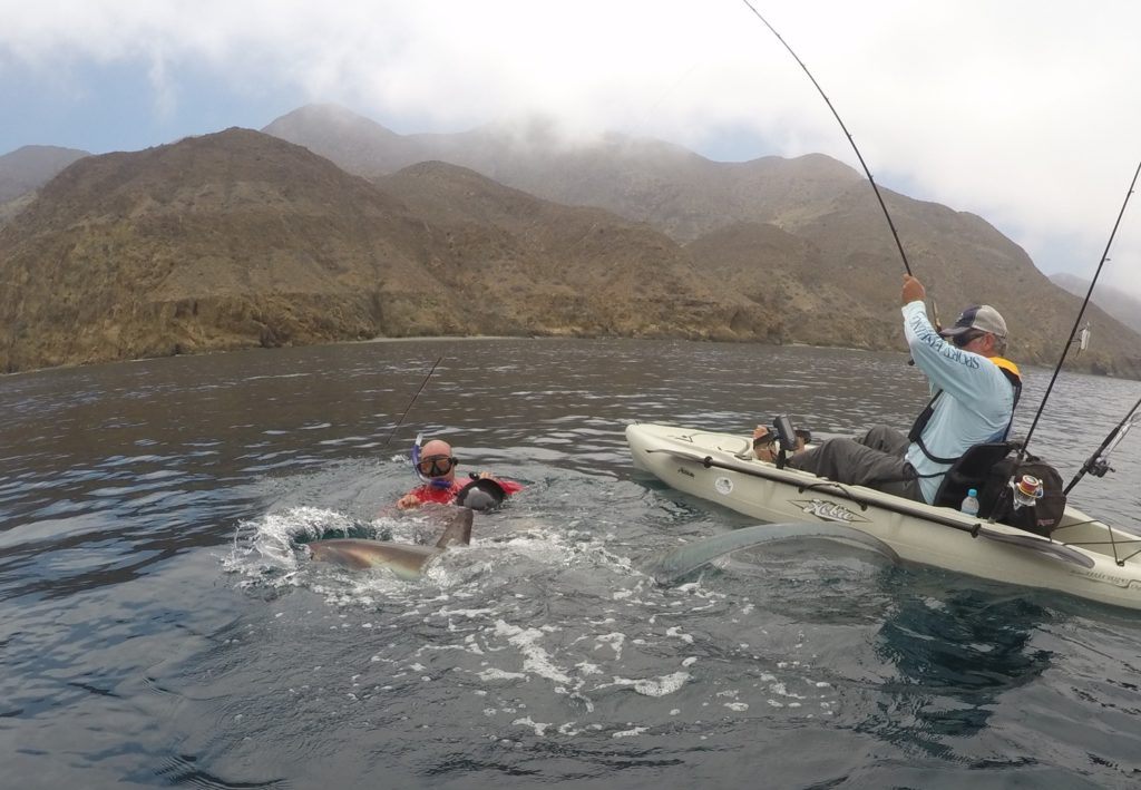 Kayak fishing Cedros Island, Baja -- attacking thresher shark