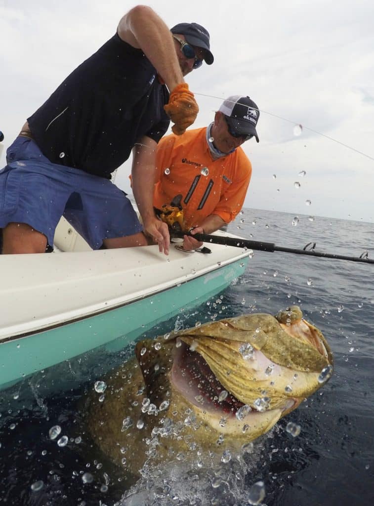 giant goliath grouper caught fishing Marco Island, Florida
