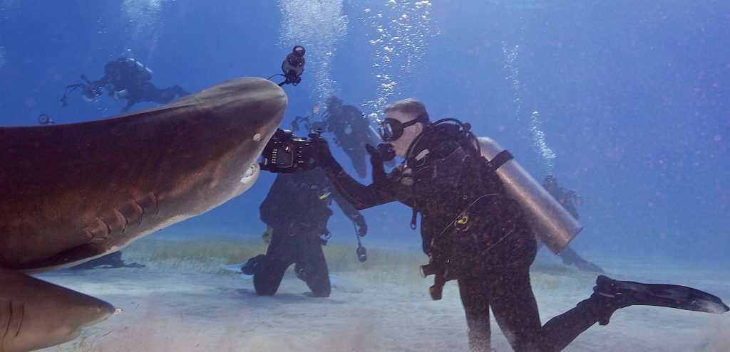 SCUBA divers swimming with big tiger sharks