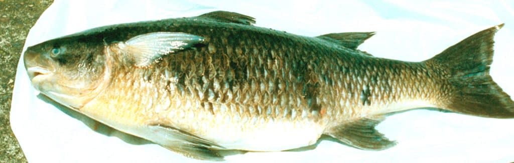 HOG MULLET (Joturus pichardi)