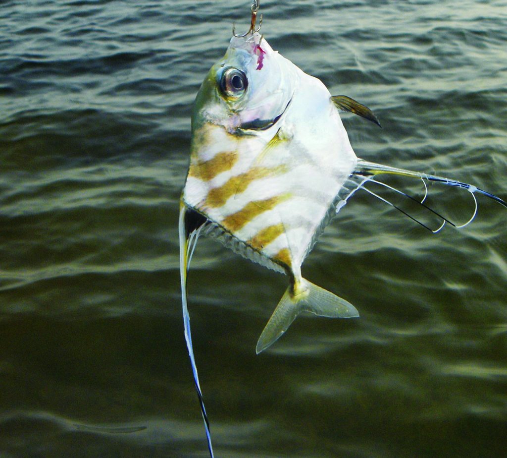 african pompano