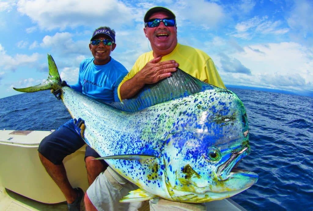 Giant bull mahimahi caught Panama deep sea fishing