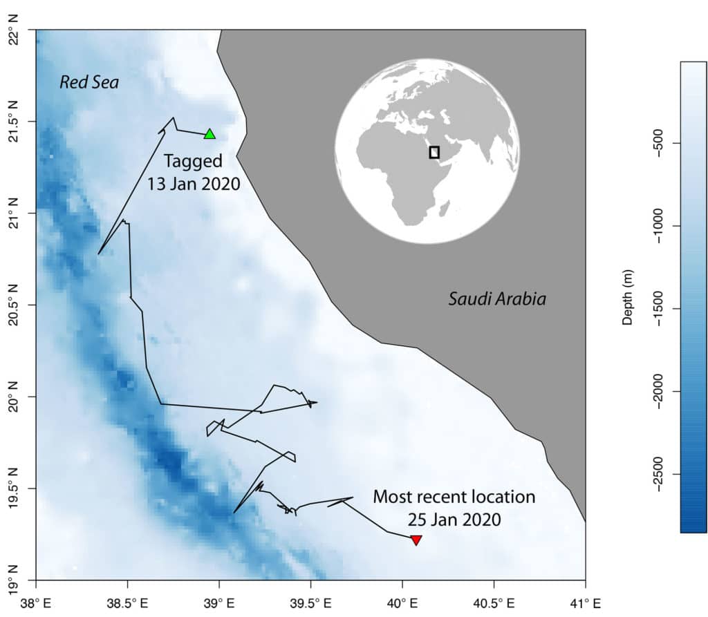 Satellite tacking map of a sailfish