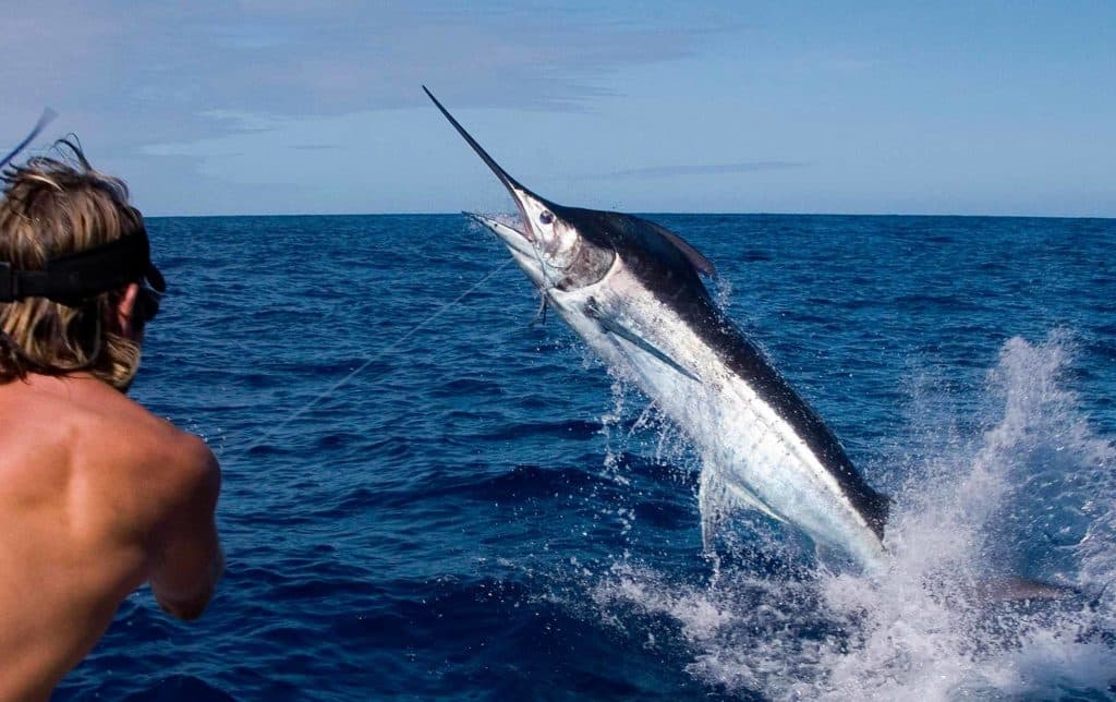 Second mate Graeme “Bonze” Fleet (from New Zealand’s Bonze Lures, bonzelures.co.nz) hangs onto a 500-pounder.