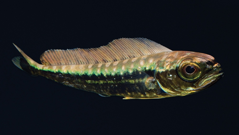 Juvenile mahimahi dorado dolphinfish