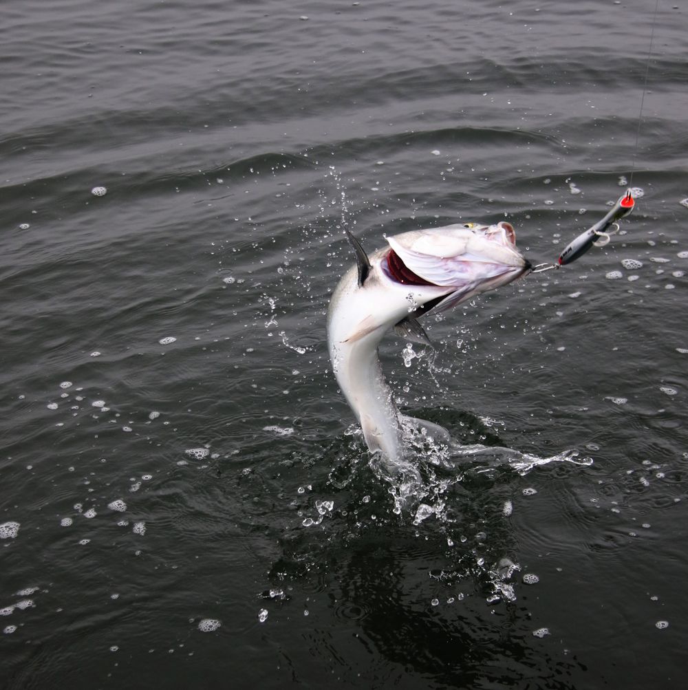 Popping for Bluefish on New York Flats